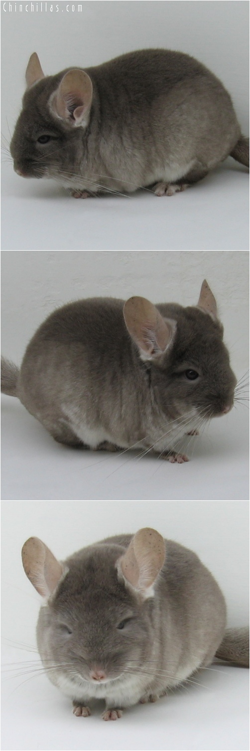 6220 Show Quality TOV Beige ( Violet Carrier / Ebony Carrier ) Female Chinchilla