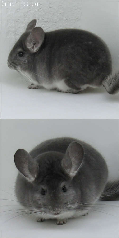 6263 Top Show Quality Violet Male Chinchilla