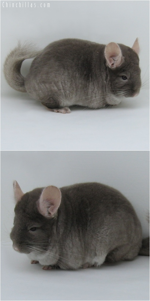 7021 Extra Large Show Quality TOV Beige ( Violet Carrier ) Female Chinchilla
