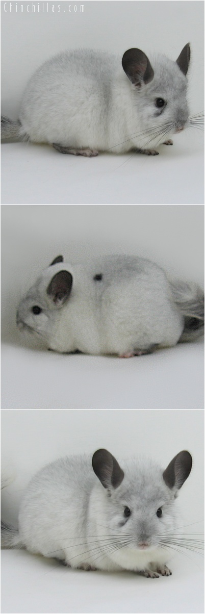 7008 Top Show Quality White Mosaic ( Sapphire Carrier ) Male Chinchilla