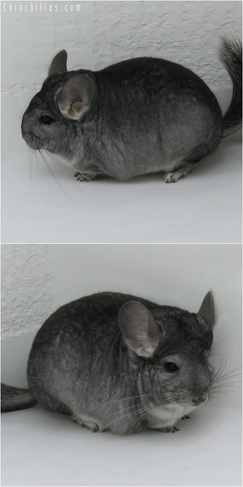 7017 Show Quality Standard ( Sapphire Carrier ) Female Chinchilla