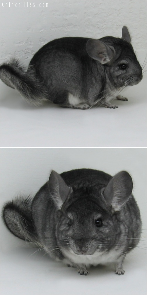 7121 Herd Improvement Quality Standard ( Violet Carrier ) Male Chinchilla