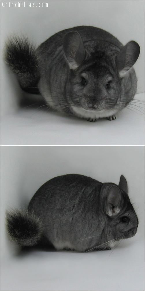 7163 Extra Large Show Quality Standard ( Violet Carrier ) Female Chinchilla