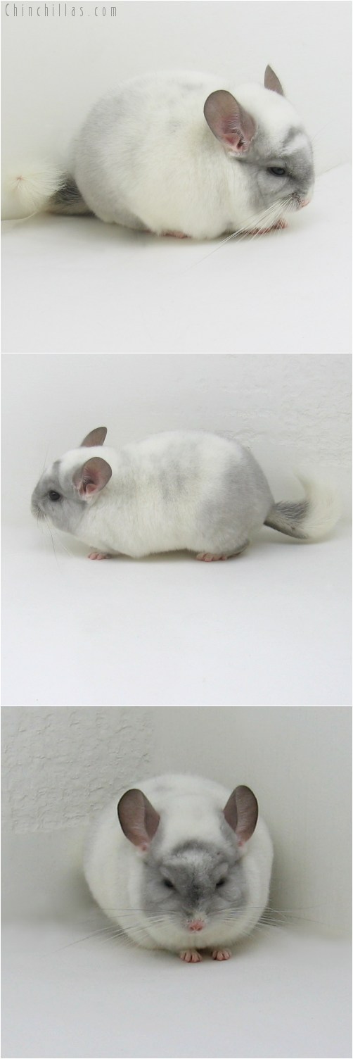 9009 Top Show Quality Splotchy Violet & White Mosaic Male Chinchilla