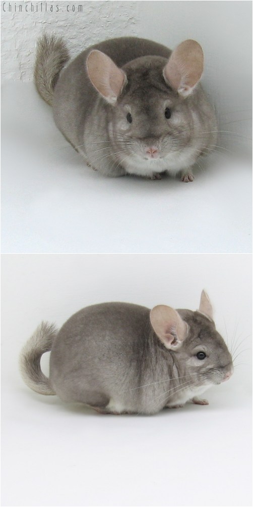 9027 Herd Improvement Quality Beige Male Chinchilla