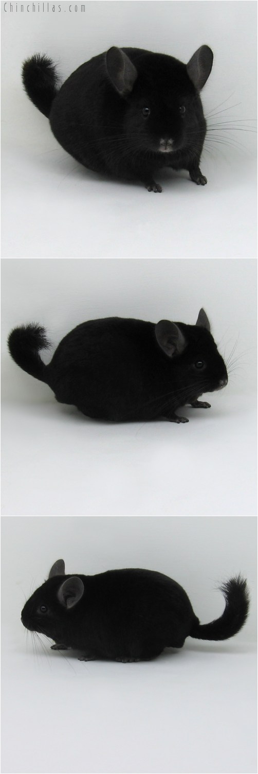 9068 Herd Improvement Quality Ebony Male Chinchilla