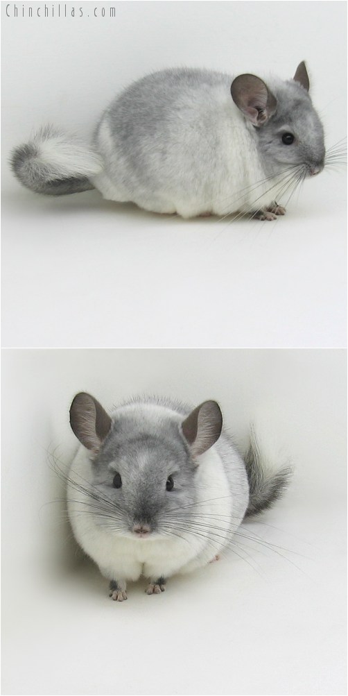 9089 Large Herd Improvement Quality TOV White ( Possible Violet Carrier ) Male Chinchilla