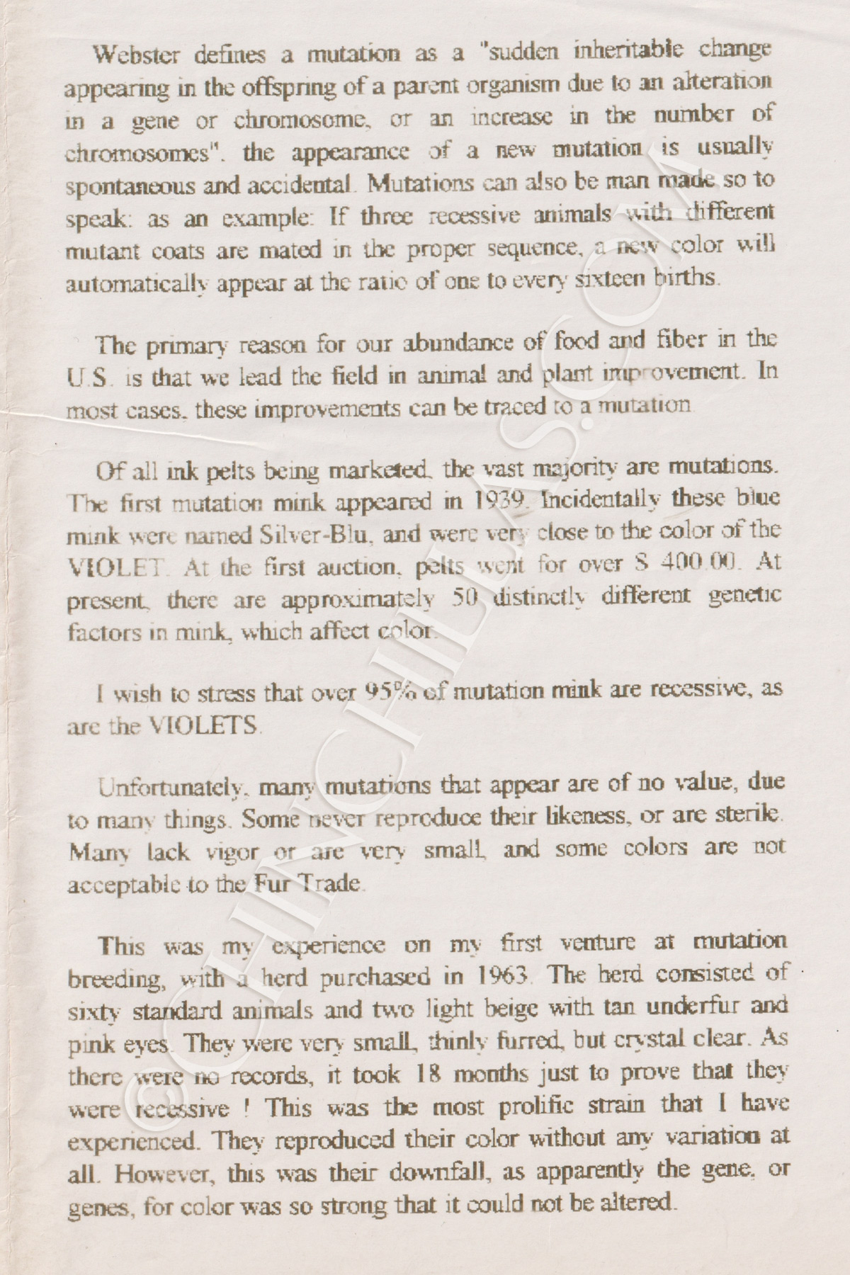 Violet Chinchilla Lloyd Sullivan Original Manuscript Account Mr X Rhodesia Africa Oakhurst California