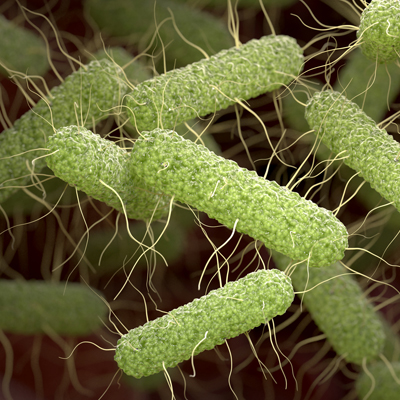 chinchilla Strep Streptococcus infection disease Equi Hemolytic Type B non