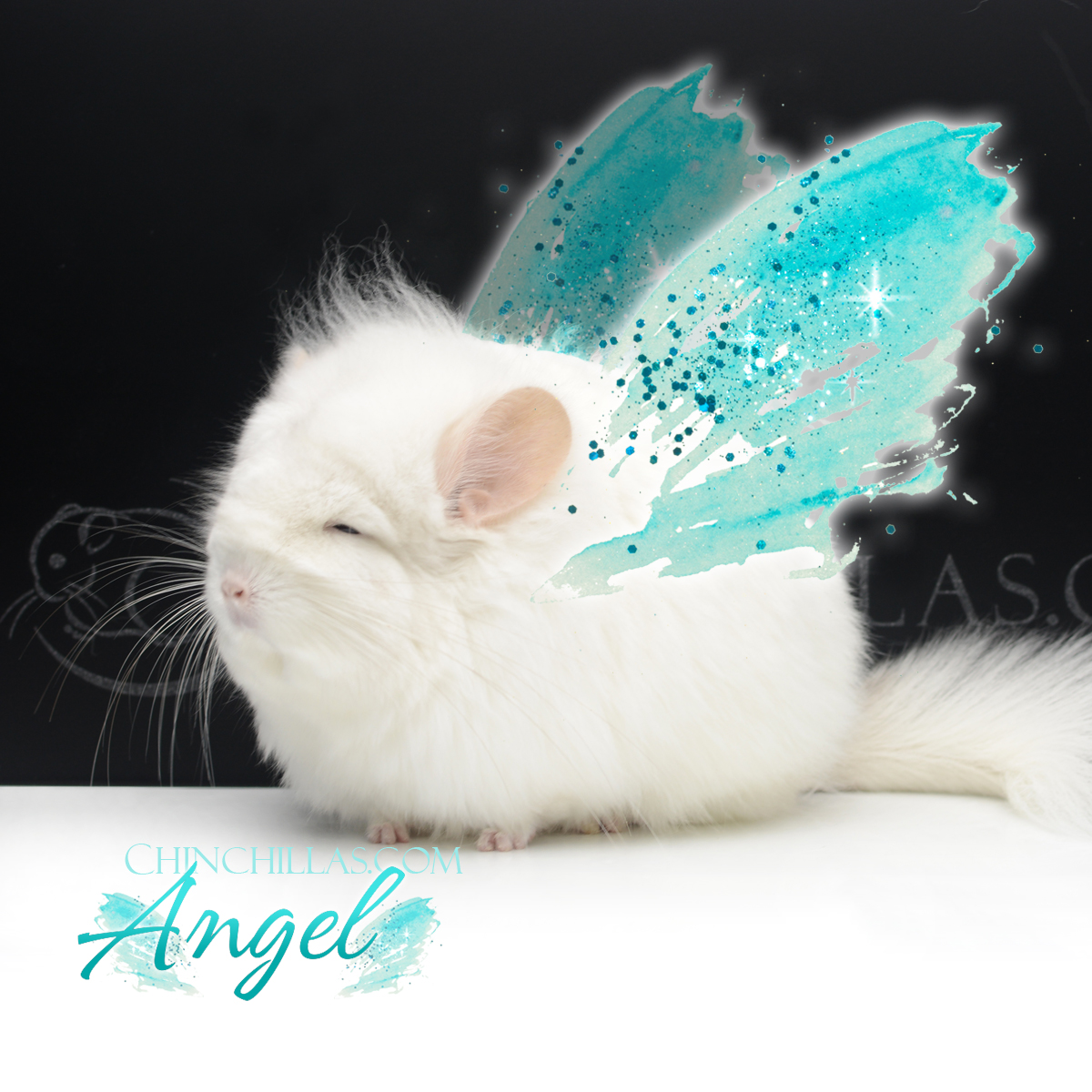 'Angel' G3 Royal Persian Angora Female Chinchilla 