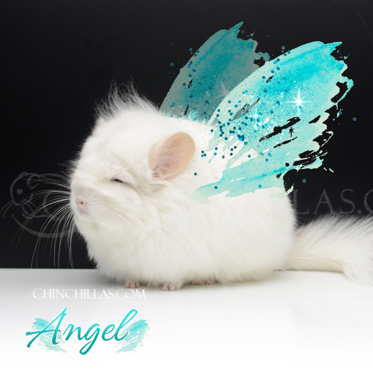 'Angel' G3 Royal Persian Angora Female Chinchilla 