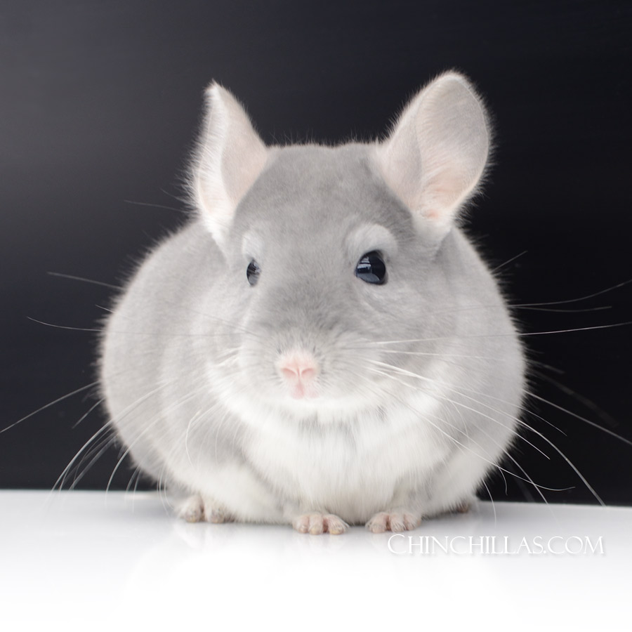 The elusive - and lucid - Blue Diamond chinchilla!