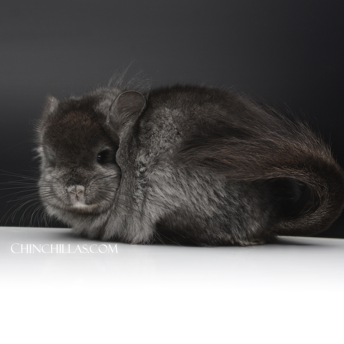 Large Brevi-type Ebony Royal Persian Angora Male Chinchilla