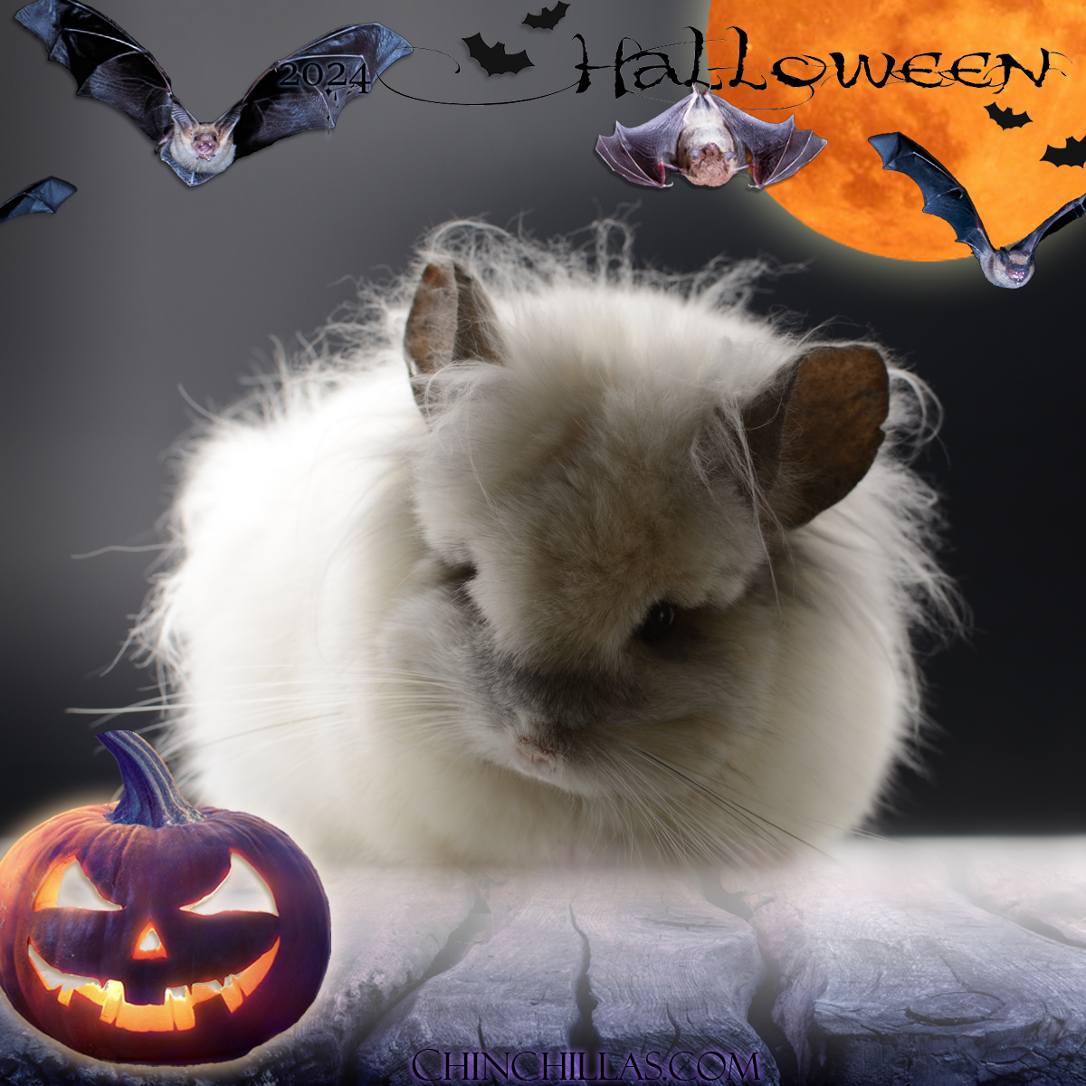 TOV White G3 Royal Persian Angora Chinchilla