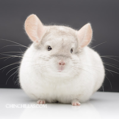 pink white male chinchilla herd improvement show quality large blocky