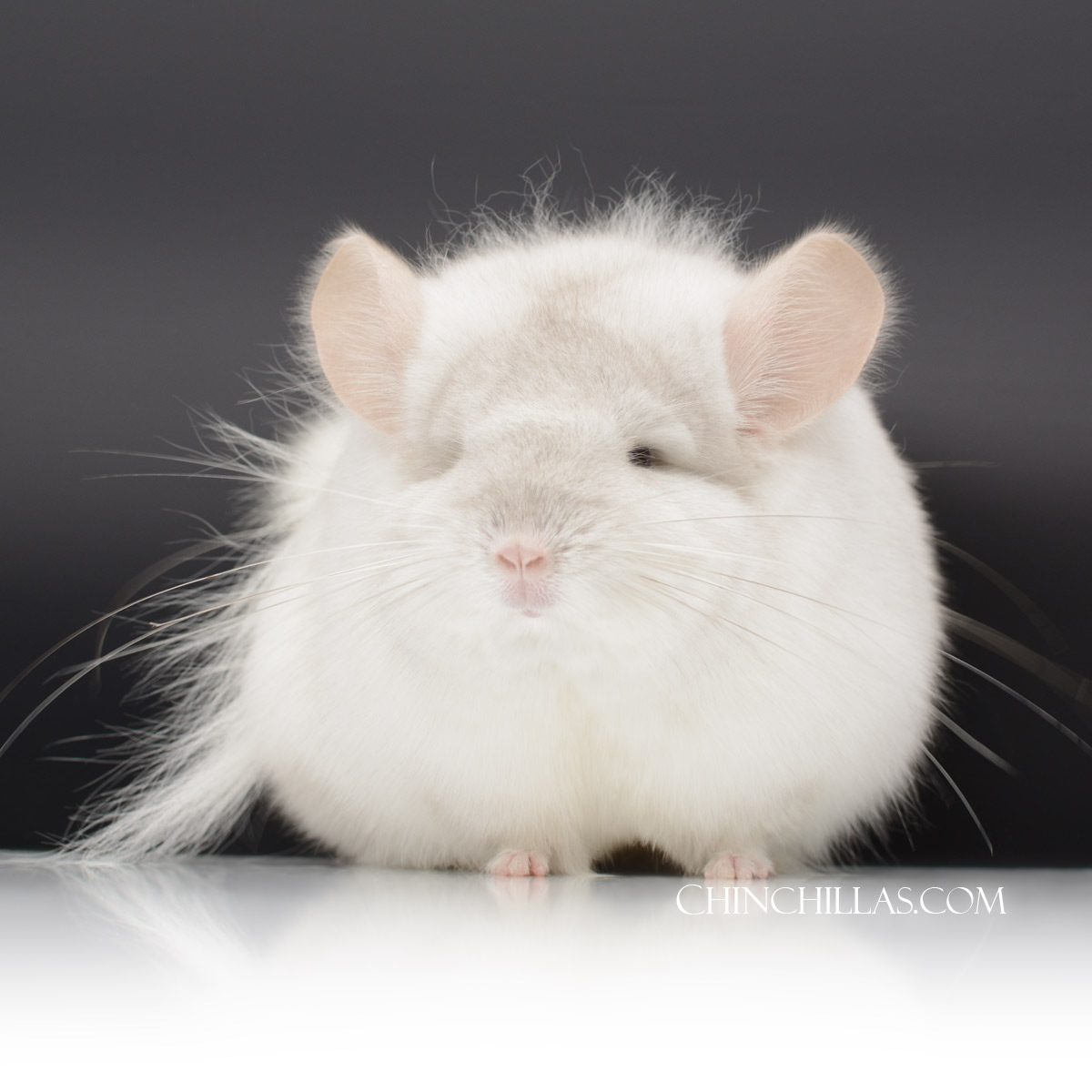 Pink White Royal Persian Angora Female Chinchilla w/ slight 'Lion Mane'