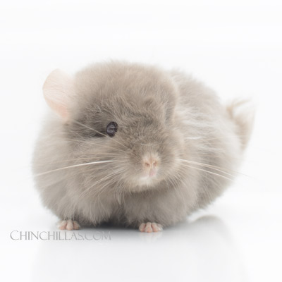 TOV Tan G3 Royal Persian Angora chinchilla white lion mane