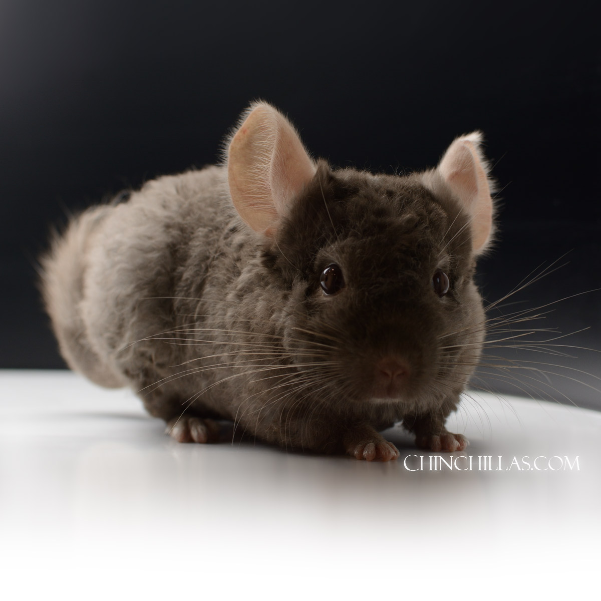 Tan Quasi Locken Male Chinchilla w/ White Underfur