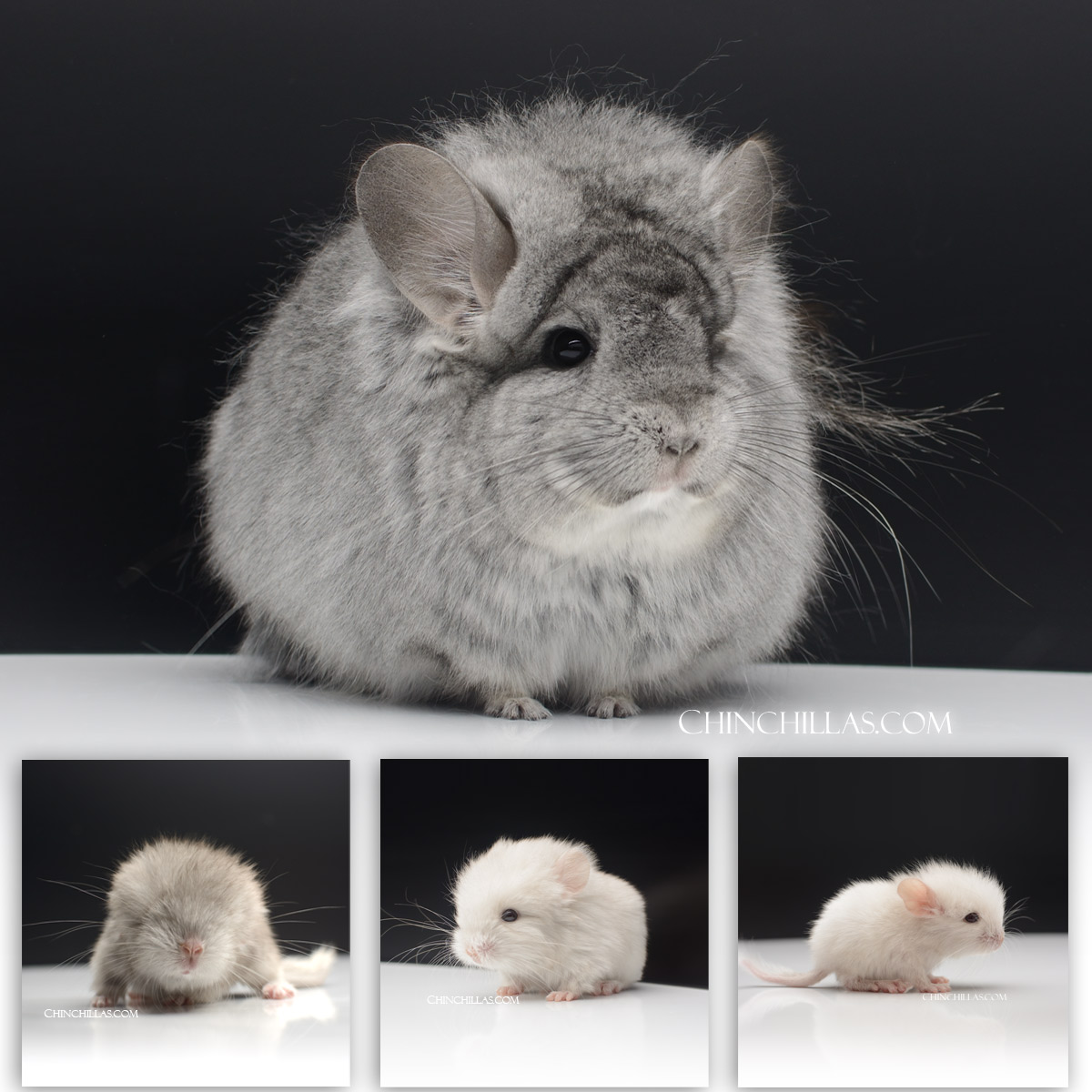 Veruka delivers new Royal Persian Angora kits on April 5th