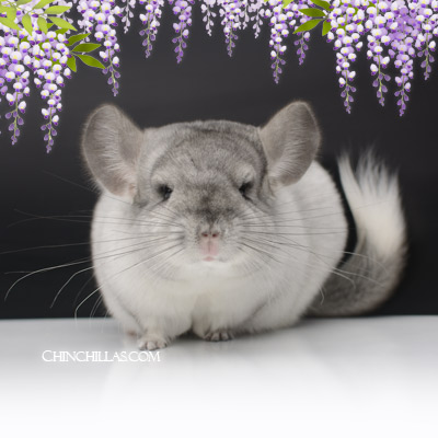 Premium Production Quality Silver Mosaic Female Chinchilla