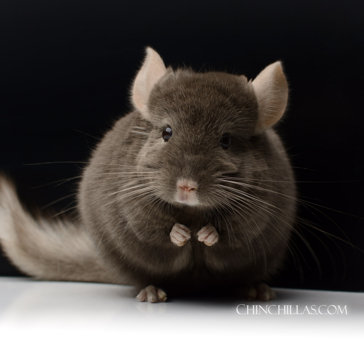 Show Quality Dark Tan Female Chinchilla