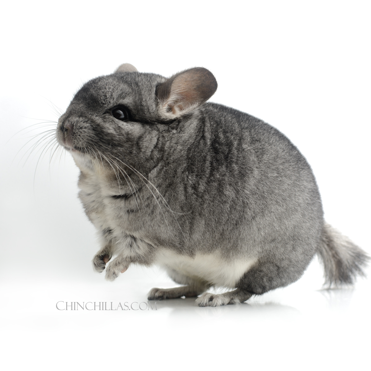 Rare Dwarf Male Chinchilla