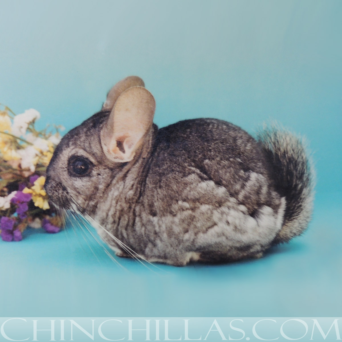 Original PSK Recessive Dwarf Chinchilla