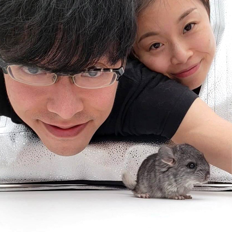 A Perspective on Locken Chinchillas