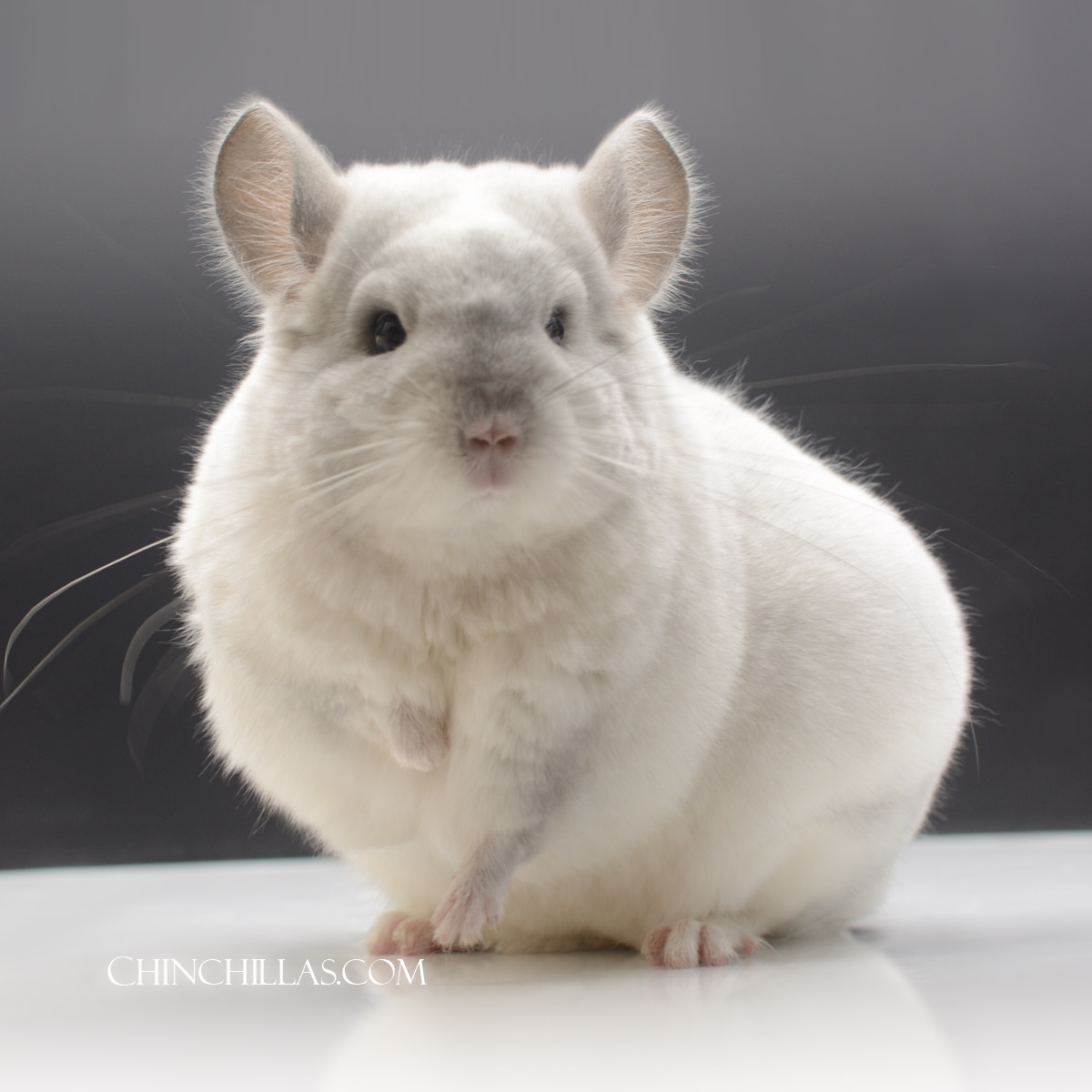 Exceptional Violet & White Mosaic ( Royal Persian Angora carrier ) Female Chinchilla