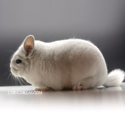 Violet White Mosaic Royal Persian Angora carrier female chinchilla