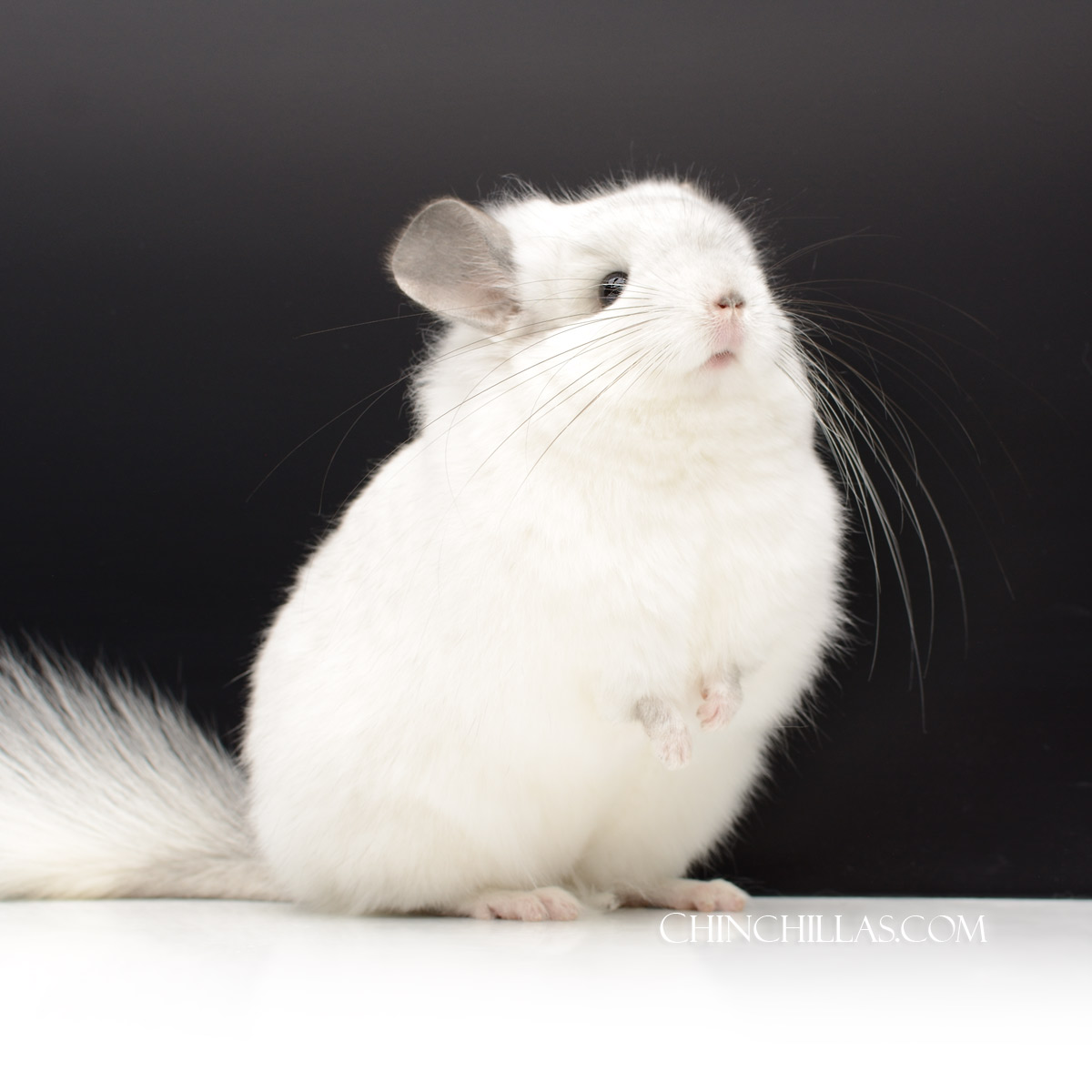 Simplicity - White Royal Persian Angora Chinchilla