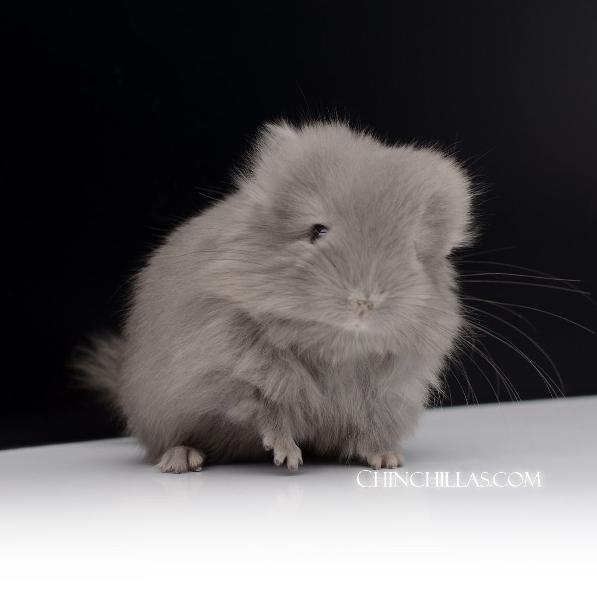 Wrap-around Violet Royal Persian Angora chinchilla