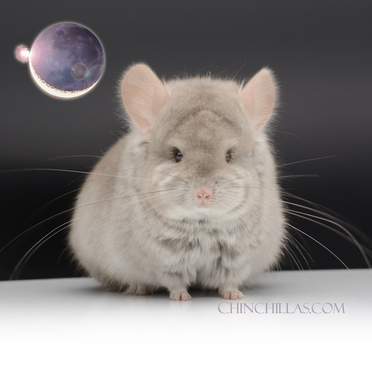 Beige (violet carrier) Royal Persian Angora Female Chinchilla