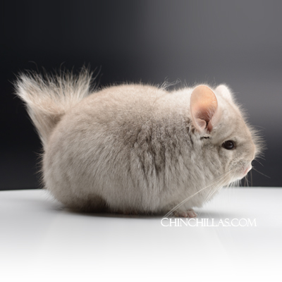 Beige Royal Persian Angora Female chinchilla Moon Venus conjunction March 2025