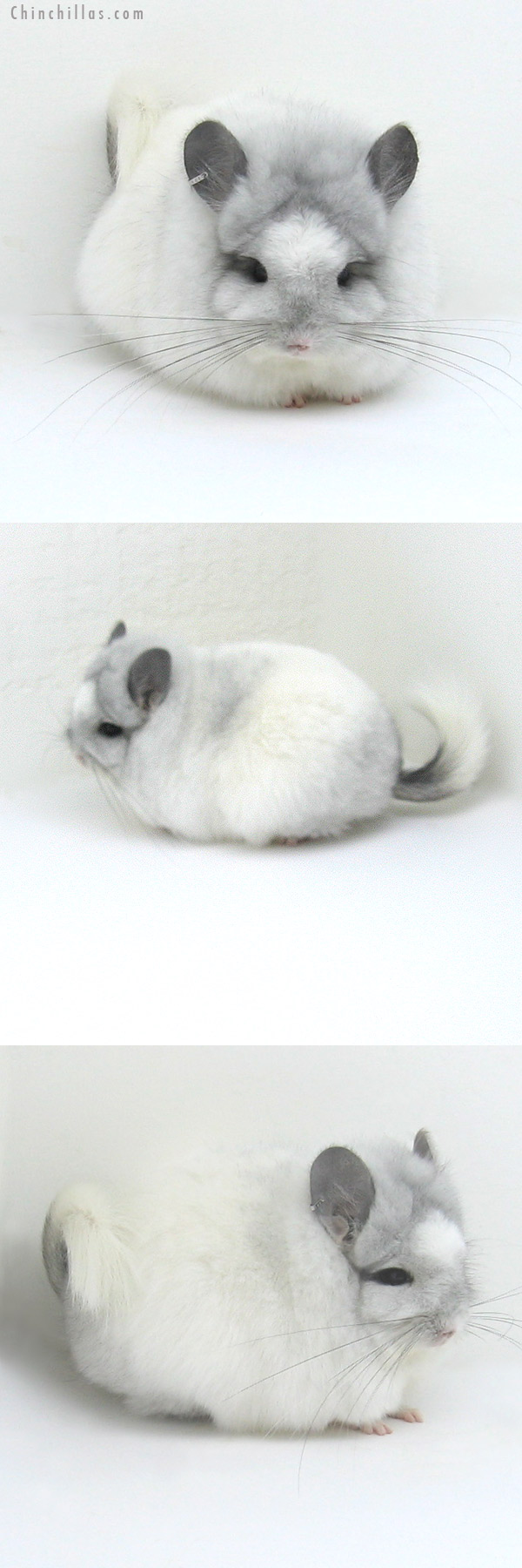 Chinchilla or related item offered for sale or export on Chinchillas.com - 12007 Exceptional White Mosaic Royal Persian Angora Female Chinchilla