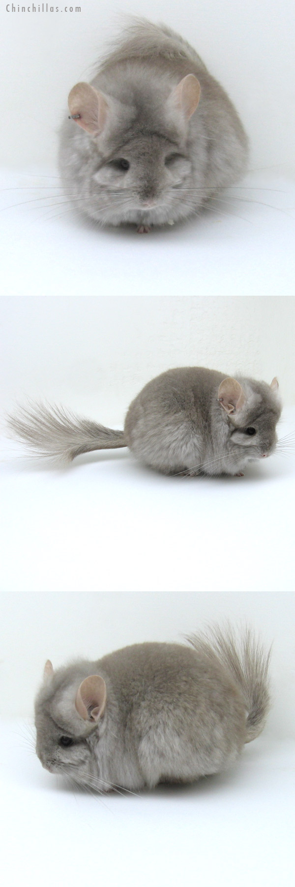 Chinchilla or related item offered for sale or export on Chinchillas.com - 12009 Exceptional Beige Royal Persian Angora Female Chinchilla
