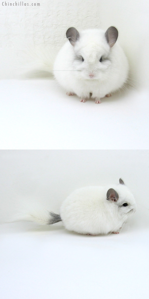 Chinchilla or related item offered for sale or export on Chinchillas.com - 12052 Exceptional Predominantly White Royal Persian Angora Male Chinchilla