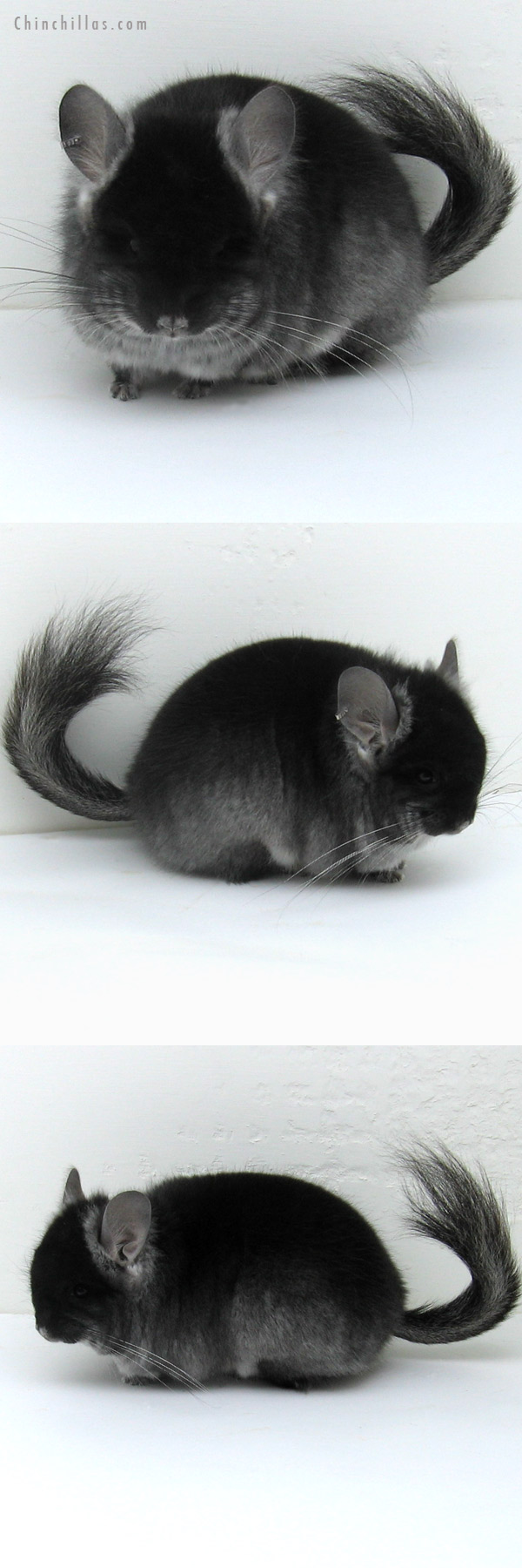 Chinchilla or related item offered for sale or export on Chinchillas.com - 12082 Exceptional Black Velvet Royal Persian Angora Male Chinchilla