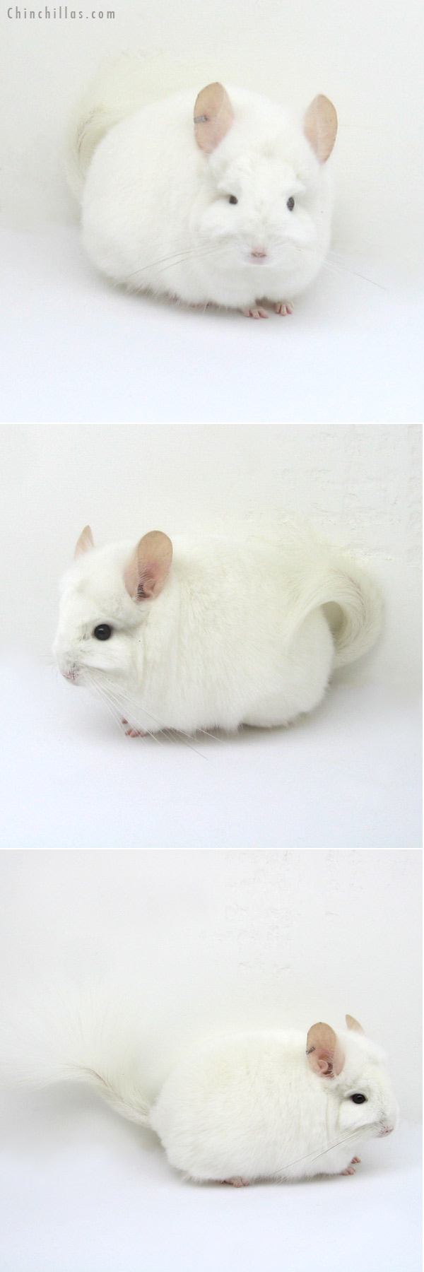 Chinchilla or related item offered for sale or export on Chinchillas.com - 12204 Rare Pink White Royal Persian Angora Female Chinchilla