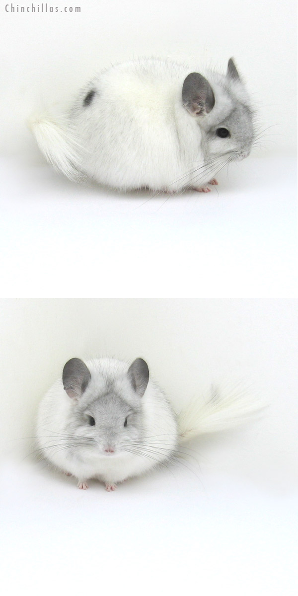 Chinchilla or related item offered for sale or export on Chinchillas.com - 12217 Exceptional White Mosaic Royal Persian Angora Female Chinchilla