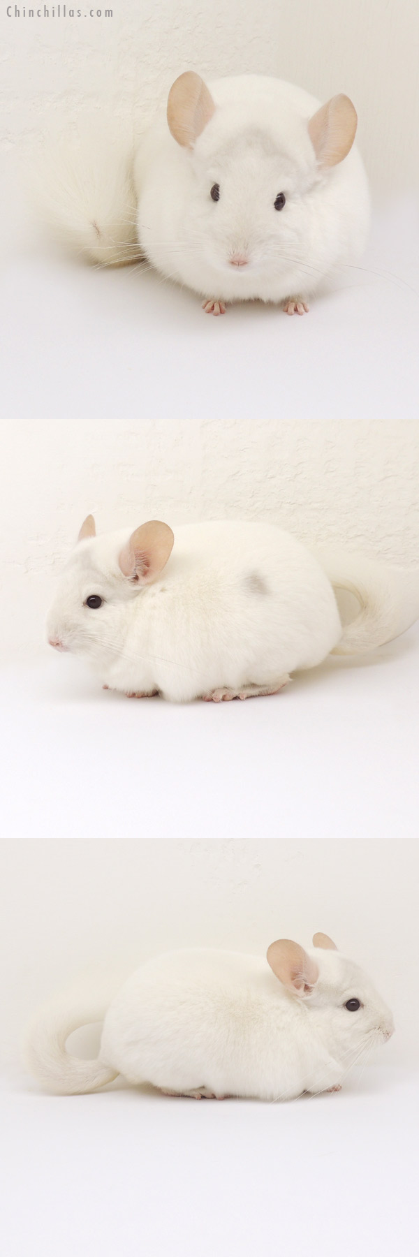13109 Premium Production Quality Pink White ( Violet Carrier ) Female Chinchilla