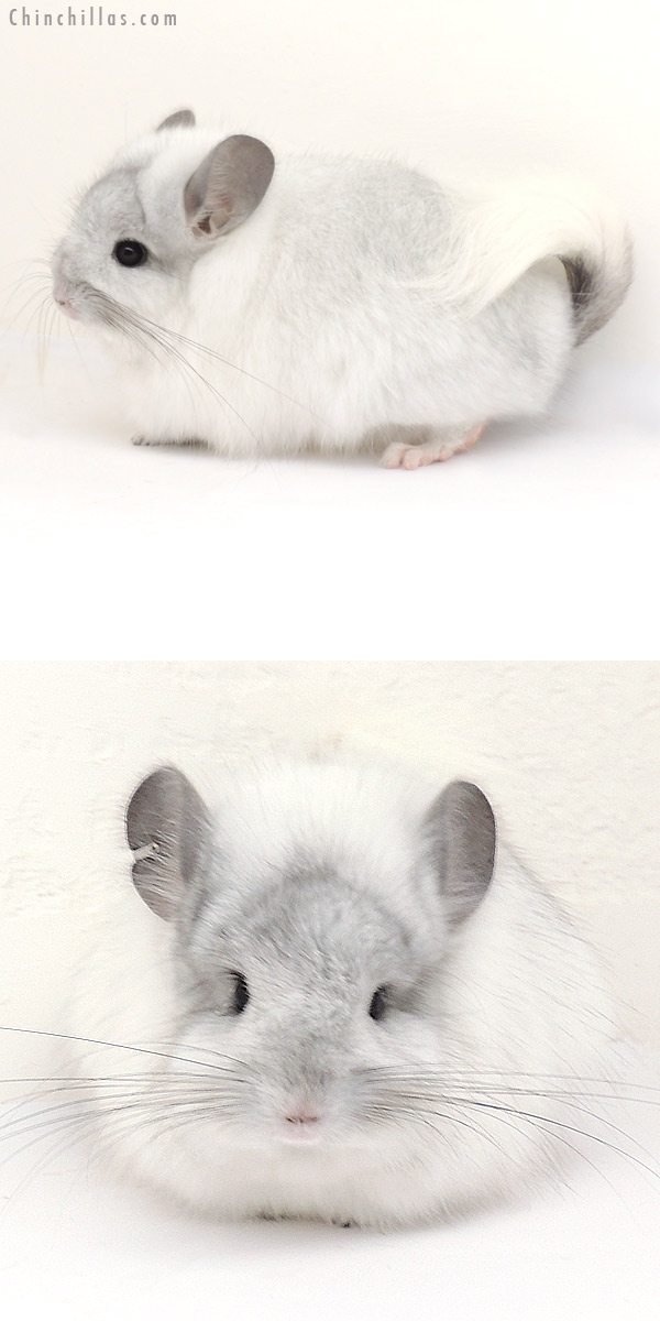 Chinchilla or related item offered for sale or export on Chinchillas.com - 13234 Exceptional White Mosaic Royal Persian Angora Female Chinchilla