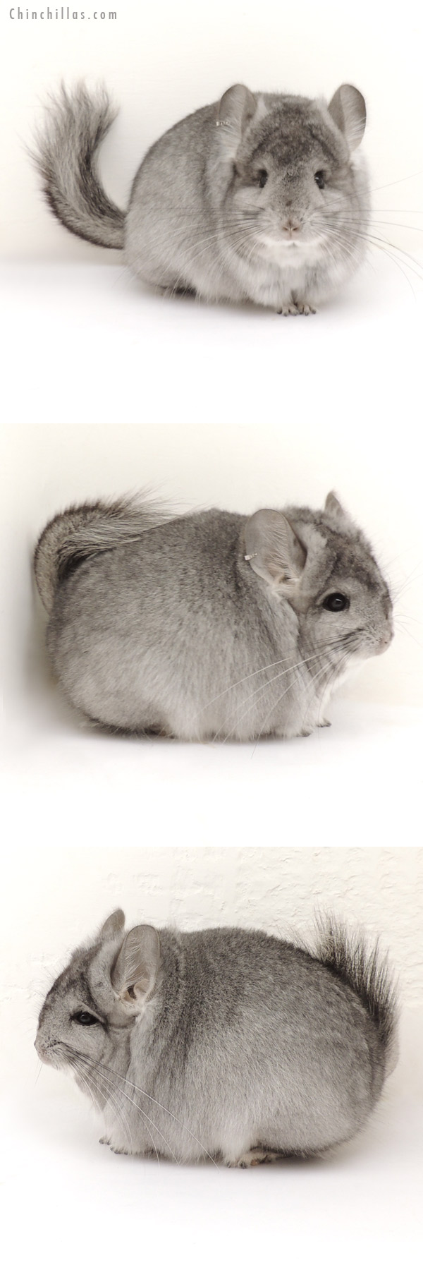 Chinchilla or related item offered for sale or export on Chinchillas.com - 13247 Standard Royal Persian Angora Female Chinchilla