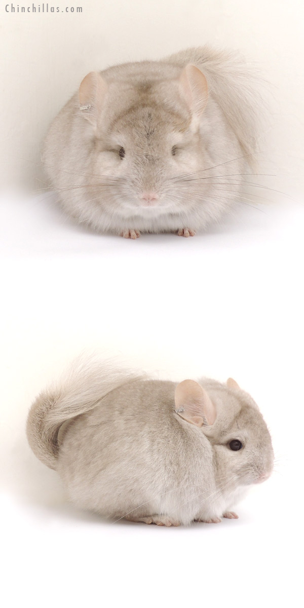 Chinchilla or related item offered for sale or export on Chinchillas.com - 13265 Exceptional Beige Royal Persian Angora Female Chinchilla