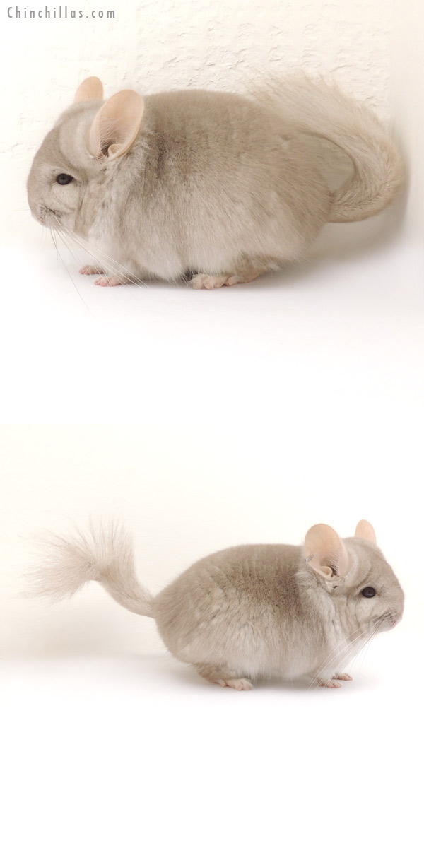 Chinchilla or related item offered for sale or export on Chinchillas.com - 13364 Beige Royal Persian Angora Male Chinchilla