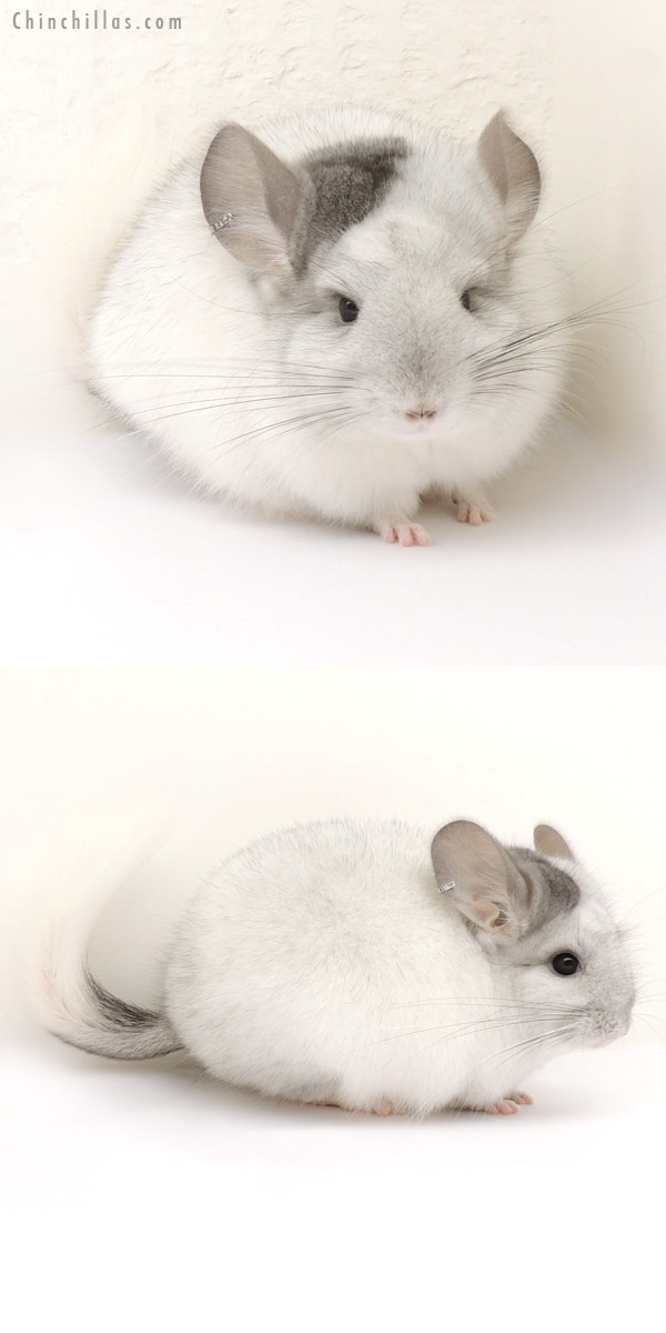 Chinchilla or related item offered for sale or export on Chinchillas.com - 13378 Unique Silver Mosaic Royal Persian Angora Female Chinchilla