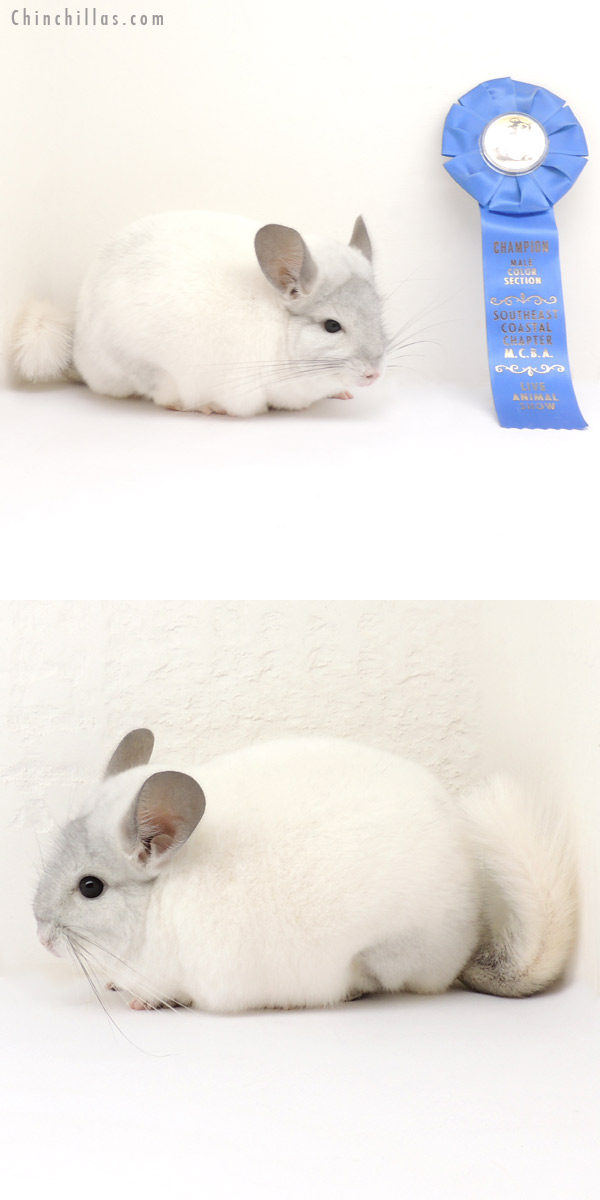 13375 Section Champion White Mosaic ( Violet Carrier ) Male Chinchilla