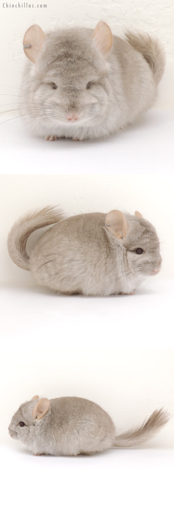 Chinchilla or related item offered for sale or export on Chinchillas.com - 13392 Beige Royal Persian Angora Female Chinchilla