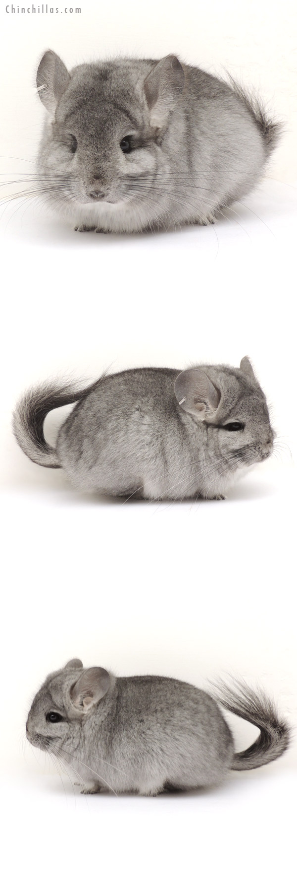 Chinchilla or related item offered for sale or export on Chinchillas.com - 14056 Standard  Royal Persian Angora Female Chinchilla