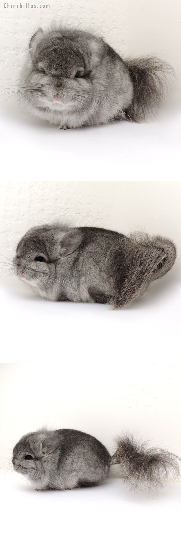 Chinchilla or related item offered for sale or export on Chinchillas.com - 14079 Exceptional Standard  Royal Persian Angora Male Chinchilla